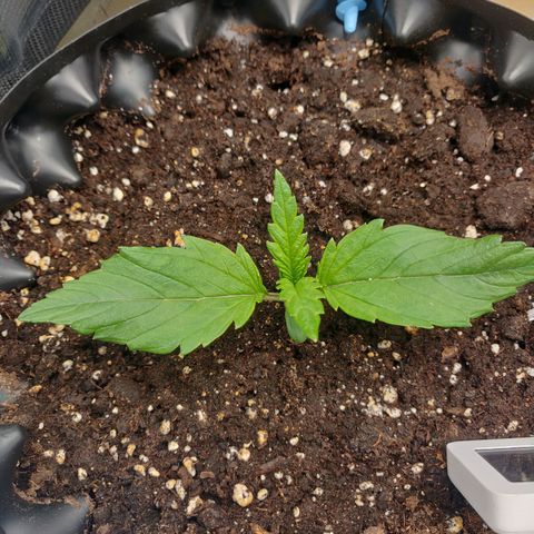 Gorilla cookies auto - seed stocker #2 growlog timeline photo
