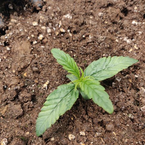 Gorilla cookies auto - seed stocker #1 growlog timeline photo