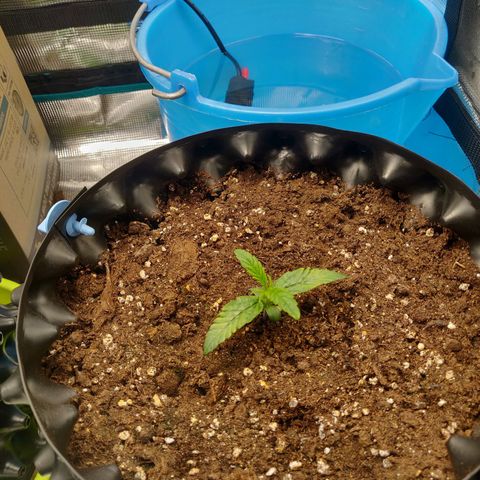 Gorilla cookies auto - seed stocker #1 growlog timeline photo