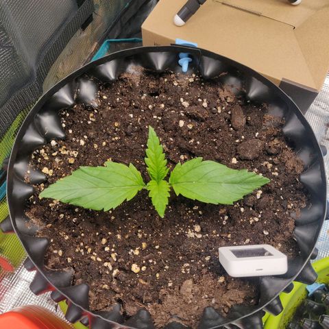 Gorilla cookies auto - seed stocker #2 growlog timeline photo