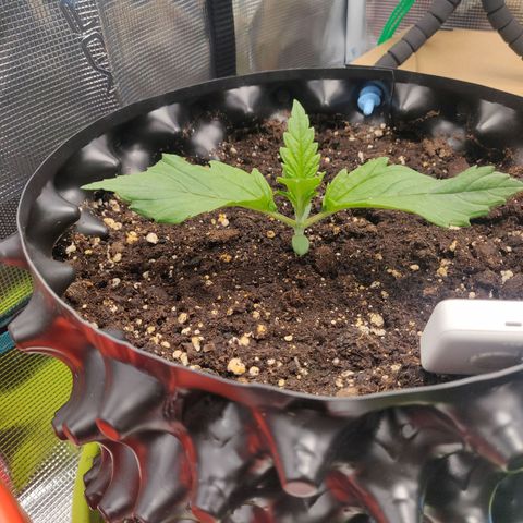Gorilla cookies auto - seed stocker #2 growlog timeline photo