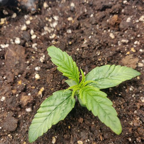 Gorilla cookies auto - seed stocker #1 growlog timeline photo