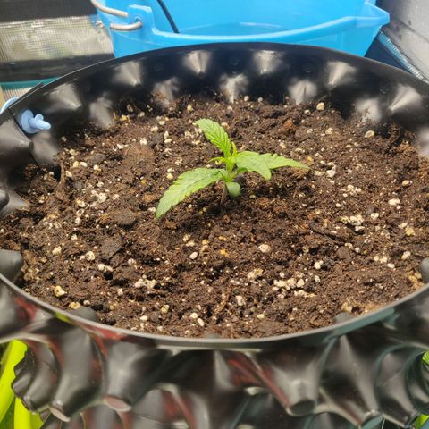Gorilla cookies auto - seed stocker #1 growlog timeline photo