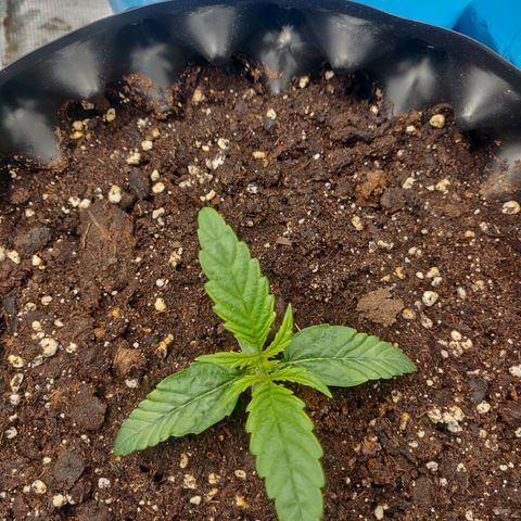 Gorilla cookies auto - seed stocker #1 growlog timeline photo