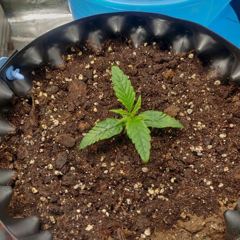Gorilla cookies auto - seed stocker #1 growlog timeline photo