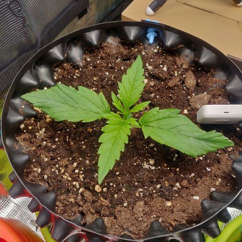 Gorilla cookies auto - seed stocker #2 growlog timeline photo