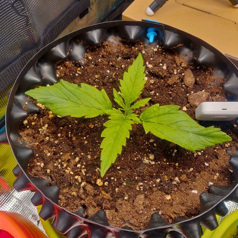 Gorilla cookies auto - seed stocker #2 growlog timeline photo