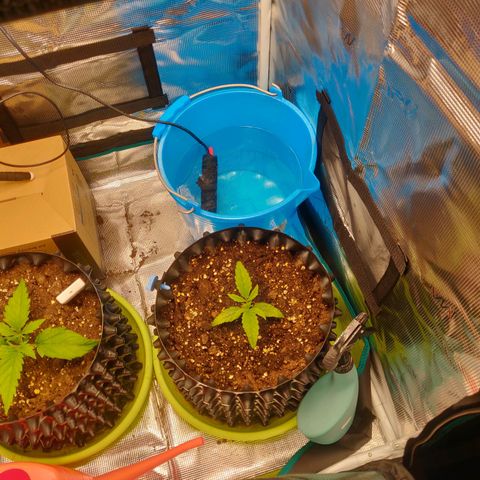 Gorilla cookies auto - seed stocker #2 growlog timeline photo