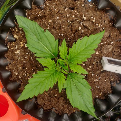 Gorilla cookies auto - seed stocker #2 growlog timeline photo