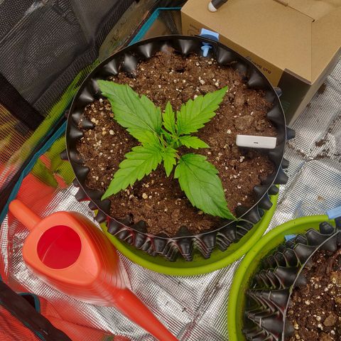 Gorilla cookies auto - seed stocker #2 growlog timeline photo
