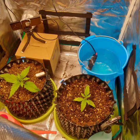 Gorilla cookies auto - seed stocker #2 growlog timeline photo