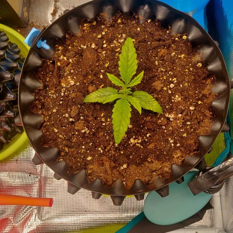 Gorilla cookies auto - seed stocker #1 growlog timeline photo