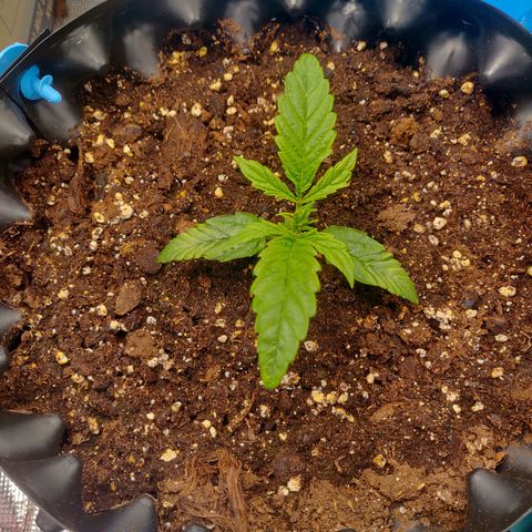 Gorilla cookies auto - seed stocker #1 growlog timeline photo