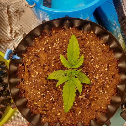 Gorilla cookies auto - seed stocker #1 growlog timeline photo