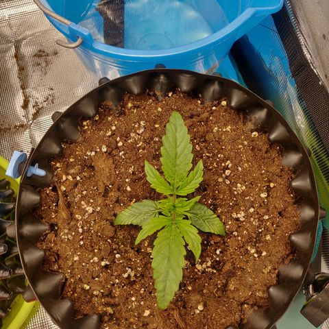 Gorilla cookies auto - seed stocker #1 growlog timeline photo