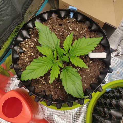 Gorilla cookies auto - seed stocker #2 growlog timeline photo