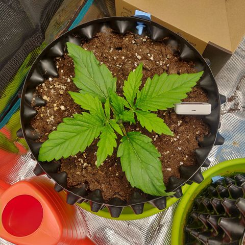 Gorilla cookies auto - seed stocker #2 growlog timeline photo