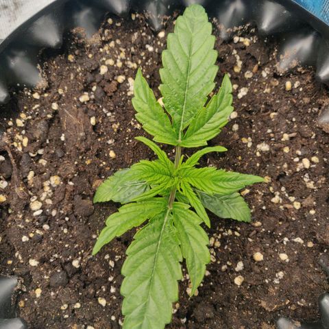 Gorilla cookies auto - seed stocker #1 growlog timeline photo