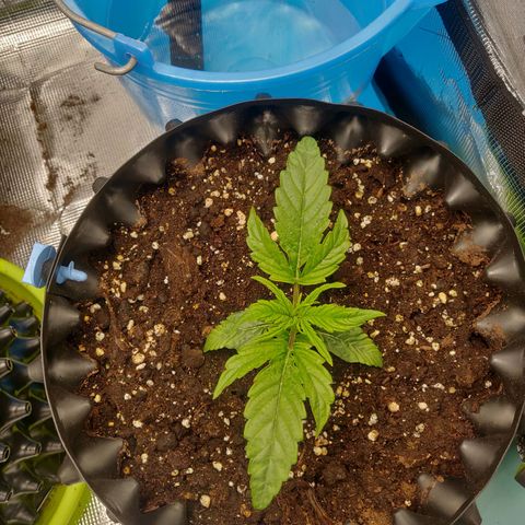 Gorilla cookies auto - seed stocker #1 growlog timeline photo