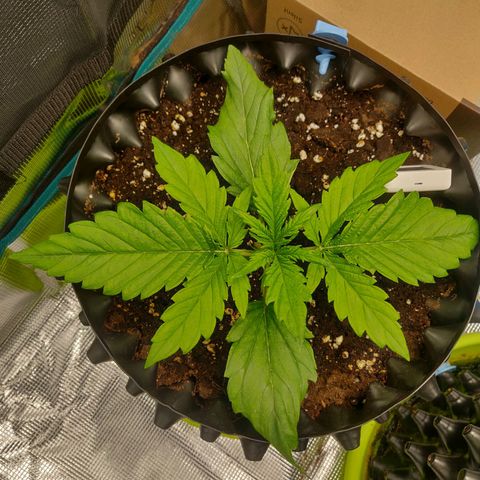 Gorilla cookies auto - seed stocker #2 growlog timeline photo