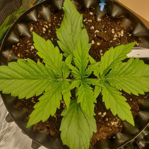 Gorilla cookies auto - seed stocker #2 growlog timeline photo