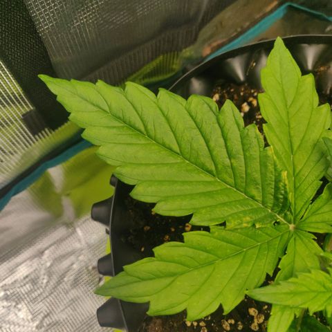 Gorilla cookies auto - seed stocker #2 growlog timeline photo
