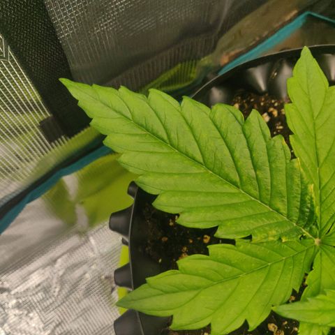 Gorilla cookies auto - seed stocker #2 growlog timeline photo