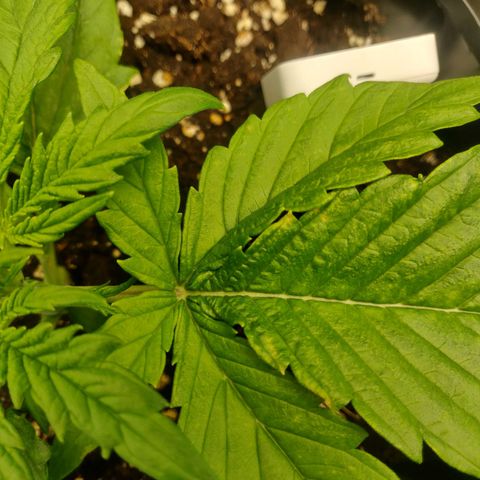 Gorilla cookies auto - seed stocker #2 growlog timeline photo