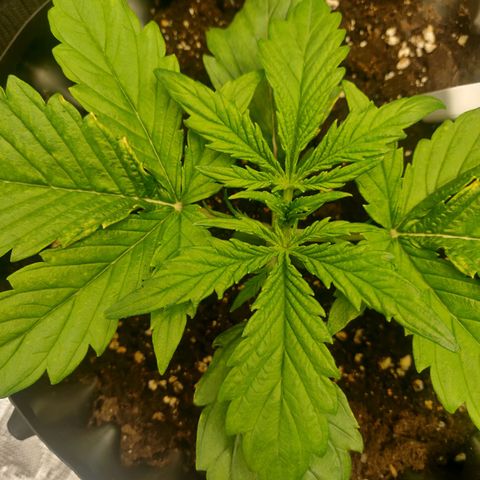 Gorilla cookies auto - seed stocker #2 growlog timeline photo