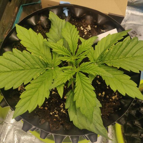 Gorilla cookies auto - seed stocker #2 growlog timeline photo