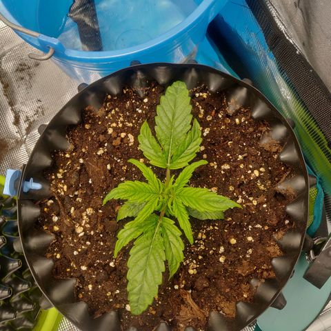 Gorilla cookies auto - seed stocker #1 growlog timeline photo