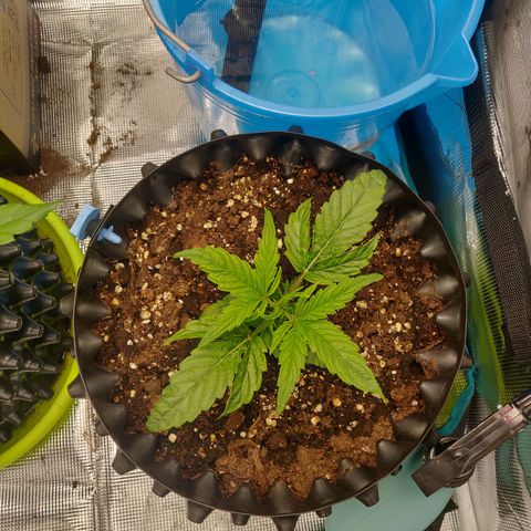 Gorilla cookies auto - seed stocker #1 growlog timeline photo