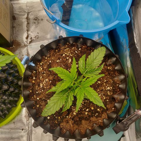 Gorilla cookies auto - seed stocker #1 growlog timeline photo