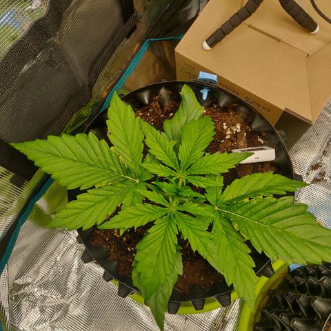 Gorilla cookies auto - seed stocker #2 growlog timeline photo