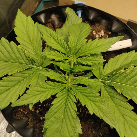 Gorilla cookies auto - seed stocker #2 growlog timeline photo