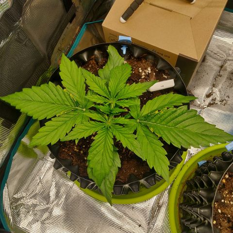 Gorilla cookies auto - seed stocker #2 growlog timeline photo