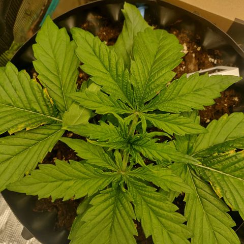 Gorilla cookies auto - seed stocker #2 growlog timeline photo