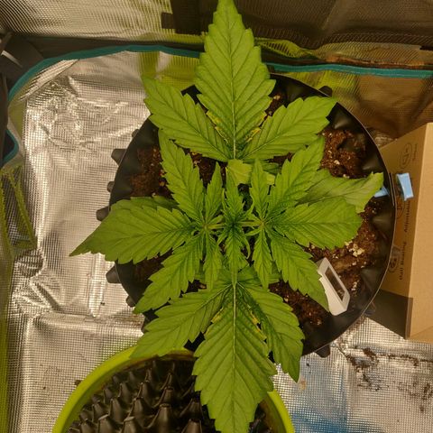 Gorilla cookies auto - seed stocker #2 growlog timeline photo