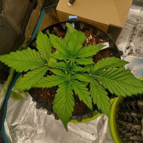 Gorilla cookies auto - seed stocker #2 growlog timeline photo