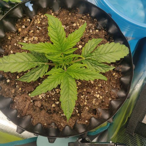 Gorilla cookies auto - seed stocker #1 growlog timeline photo