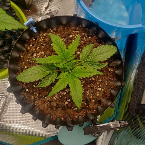 Gorilla cookies auto - seed stocker #1 growlog timeline photo