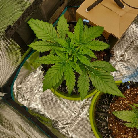 Gorilla cookies auto - seed stocker #2 growlog timeline photo