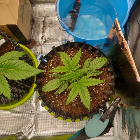 Gorilla cookies auto - seed stocker #1 growlog timeline photo