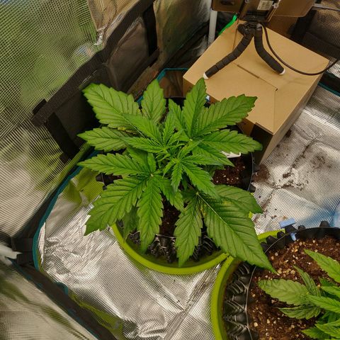 Gorilla cookies auto - seed stocker #2 growlog timeline photo