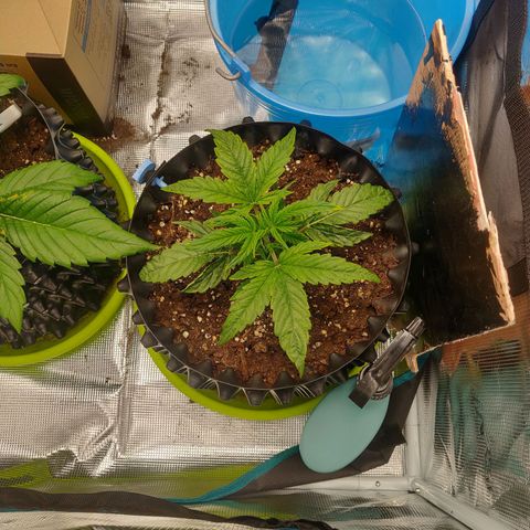 Gorilla cookies auto - seed stocker #1 growlog timeline photo