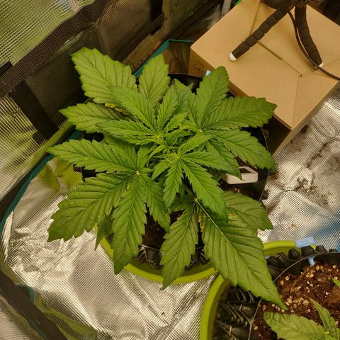 Gorilla cookies auto - seed stocker #2 growlog timeline photo