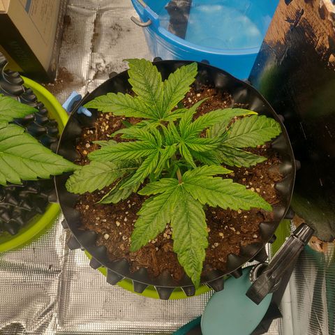 Gorilla cookies auto - seed stocker #1 growlog timeline photo