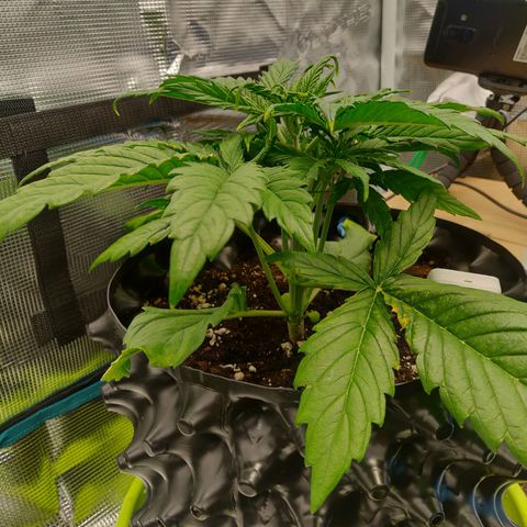 Gorilla cookies auto - seed stocker #2 growlog timeline photo