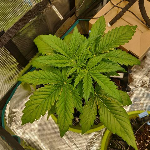 Gorilla cookies auto - seed stocker #2 growlog timeline photo