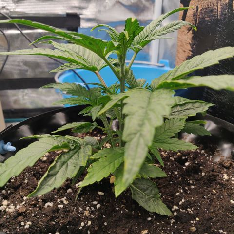 Gorilla cookies auto - seed stocker #1 growlog timeline photo